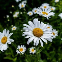 Chamomile Seeds for Planting - Grow Your Own Chamomile Flowers