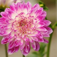 Mix Chrysanthemum Flower seeds for Planting Perfect for Borders Heirloom & GMO Free Seeds for Home Garden
 
 Sale