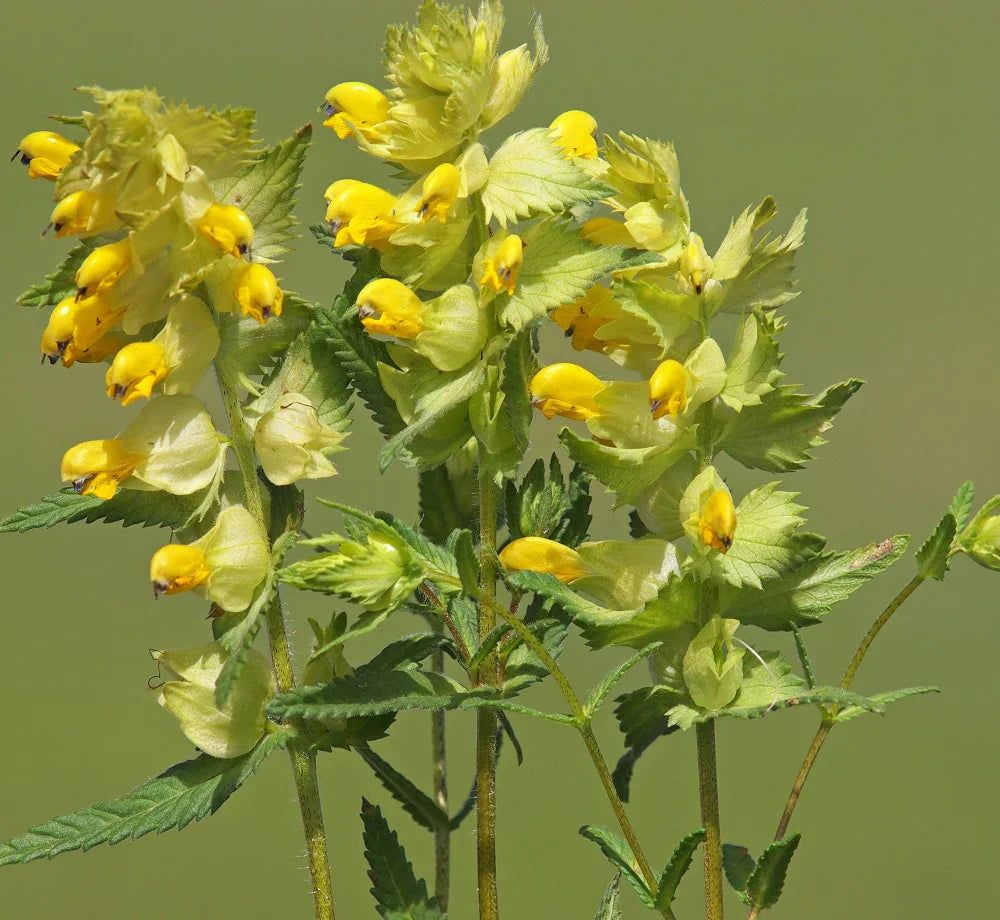 Non-GMO Rhinanthus seeds for growing in garden