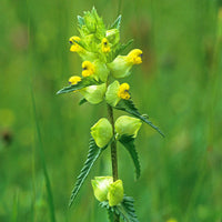 Rhinanthus yellow rattle seeds for gardening