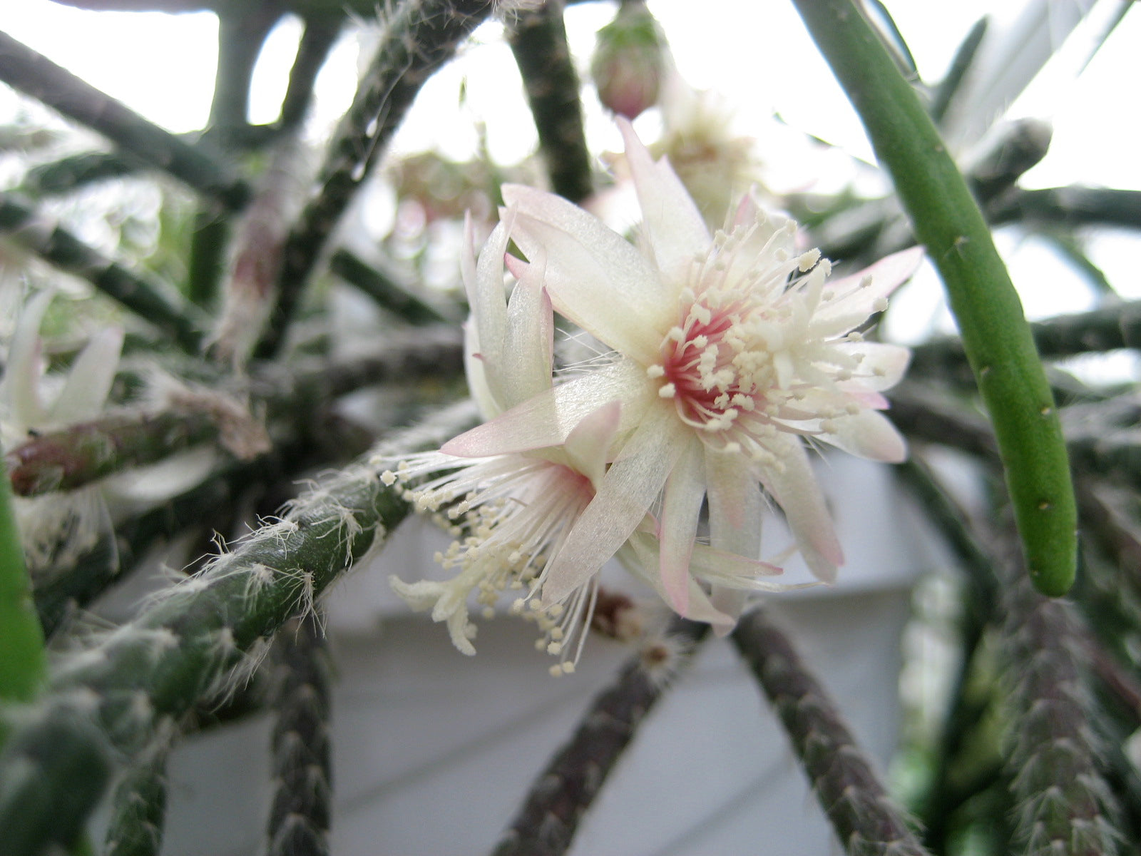 White Pilocarpa Flower seeds for Planting Long Bloom Season Heirloom & GMO Free Seeds for Home Garden
 
 Sale