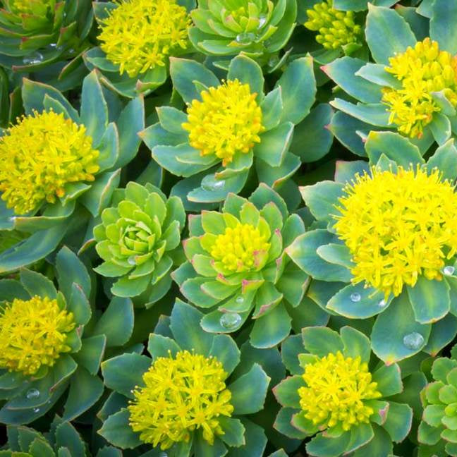 Green Rhodiola Rosea Flower seeds for Planting - Hardy Variety, Heirloom & GMO Free Seeds for Home Garden
