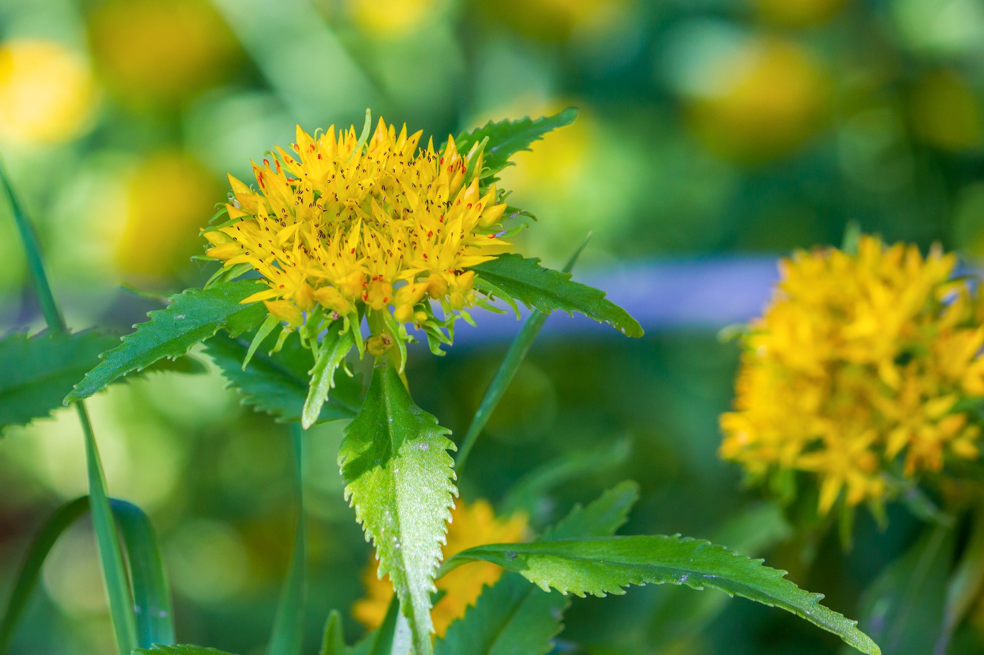 Rhodiola Rosea Flower seeds for Planting Easy to Grow Heirloom & GMO Free Seeds for Home Garden
