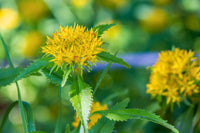 Rhodiola Rosea Flower seeds for Planting Easy to Grow Heirloom & GMO Free Seeds for Home Garden