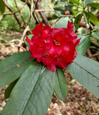 Red Rhododendron Barbatum Flower Planting