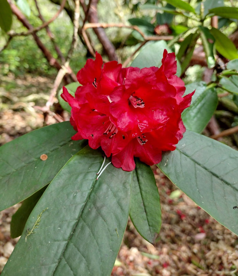 Red Rhododendron Barbatum Flower Planting