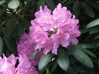 Catawbiense Flower seeds for Planting Bright Blooms Heirloom & GMO Free Seeds for Home Garden