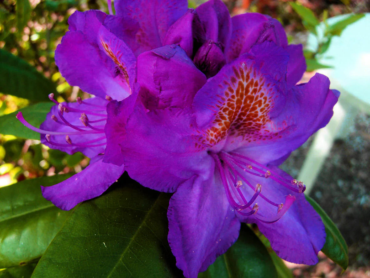 Violet Rhododendron shrubs in a garden