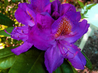 Violet Rhododendron shrubs in a garden