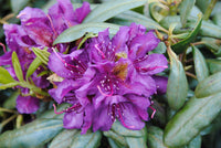 Rhododendron Flower Seeds For Planting Violet Brown