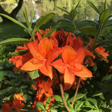 Rhododendron Orange Seeds for Planting