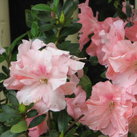 Mixed Simsii Bonsai Flower seeds for Planting Sun Loving Heirloom & GMO Free Seeds for Home Garden