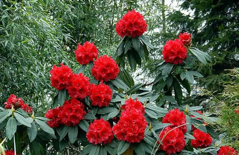 Red Rhododendron Flower seeds for Planting - Wildflower Mix, Heirloom & GMO Free Seeds for Home Garden
