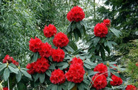 Red Rhododendron Flower seeds for Planting - Wildflower Mix, Heirloom & GMO Free Seeds for Home Garden