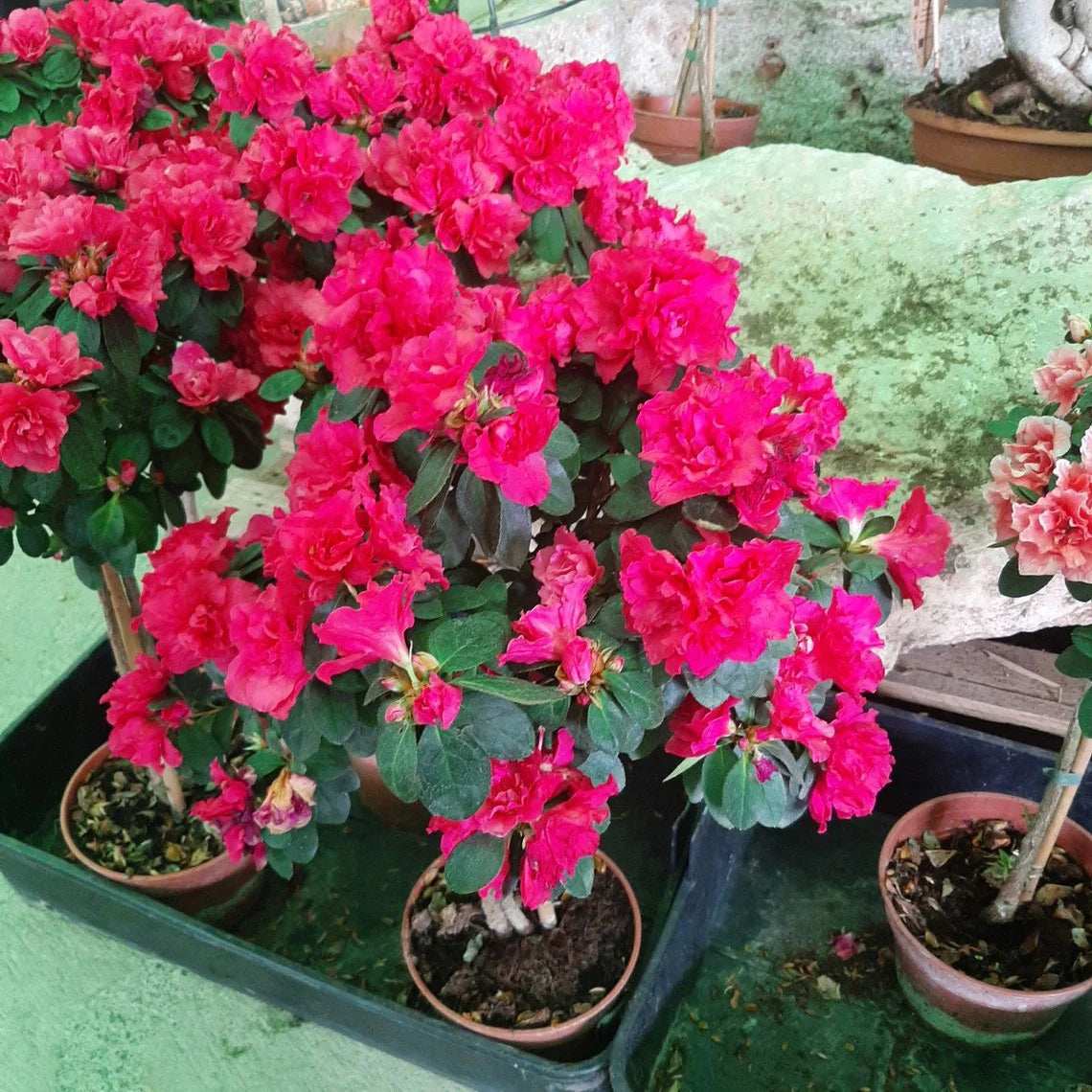 Premium Red Azalea Seeds for Planting