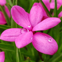Rhodohypoxis Flower Planting Seeds