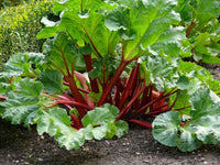 Rhubarb seeds for home garden planting, non-GMO