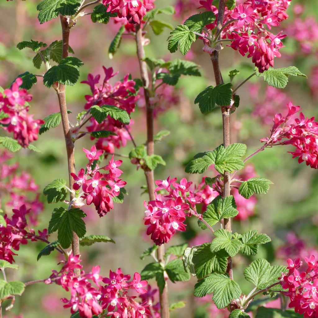 Pink Currant Flower seeds for Planting - Vibrant Colors, Heirloom & GMO Free Seeds for Home Garden