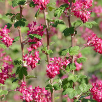 Pink Currant Flower seeds for Planting - Vibrant Colors, Heirloom & GMO Free Seeds for Home Garden