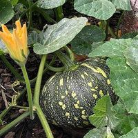 Rican Pumpkin Cucurbita spp seeds for planting