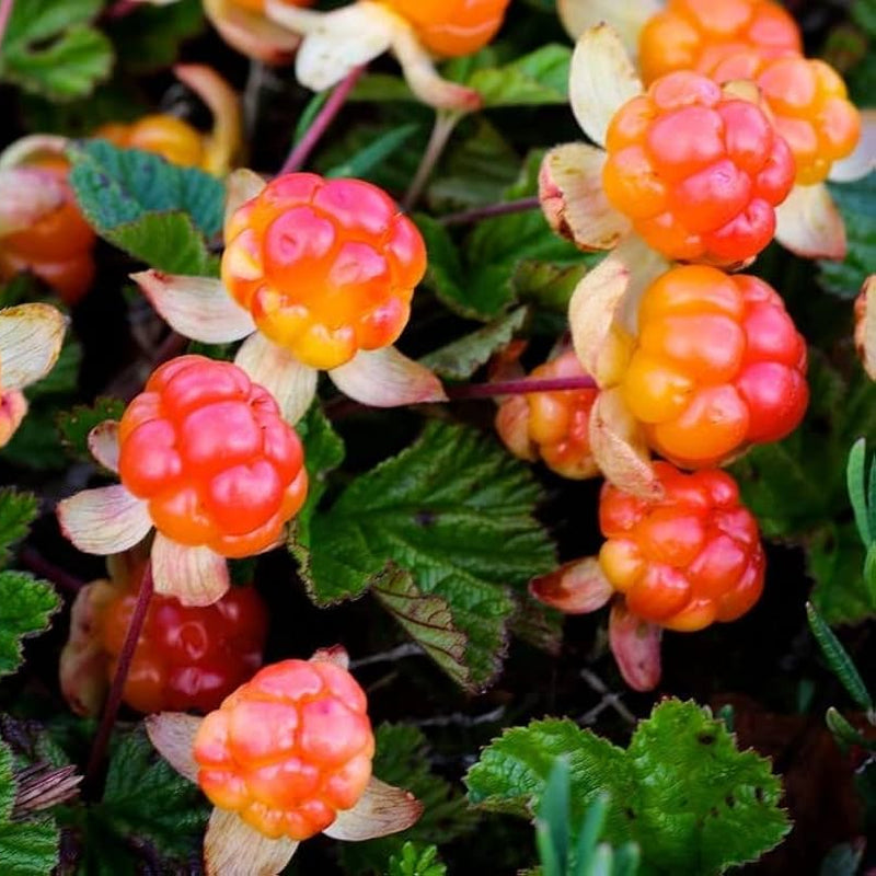 Ripe golden cloudberries ready for harvest