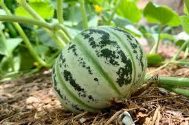 Ripe Kajari melons ready for harvest