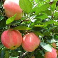 Ripe pink and yellow apples ready for harvest