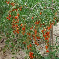 Ripe red Goji berries growing on bush