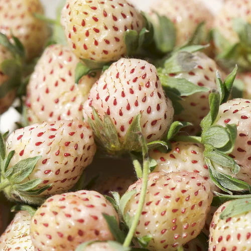 Ripe red strawberries ready for harvest
