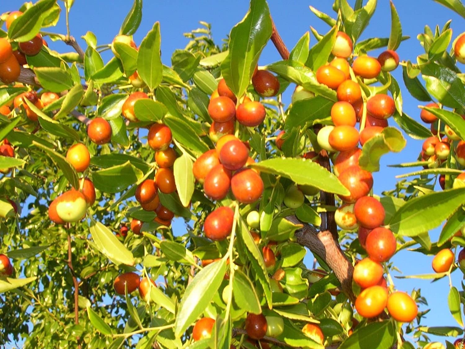Ripe Ziziphus mauritiana jujube fruits ready for harvest