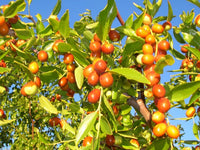 Ripe Ziziphus mauritiana jujube fruits ready for harvest