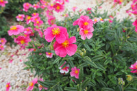Mixed Helianthemum Rock Rose Flower seeds for Planting - Bright Blooms, Heirloom & GMO Free Seeds for Home Garden