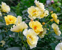 Light Yellow Climbing Rose Seeds for Planting - Beautiful Garden Climber Roses