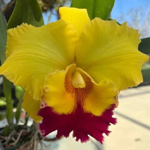 Yellow Cattleya Hybrida Flower seeds for Planting - Shade Tolerant, Heirloom & GMO Free Seeds for Home Garden
