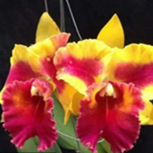 Yellow Red Cattleya Flower seeds for Planting - Long Bloom Season, Heirloom & GMO Free Seeds for Home Garden