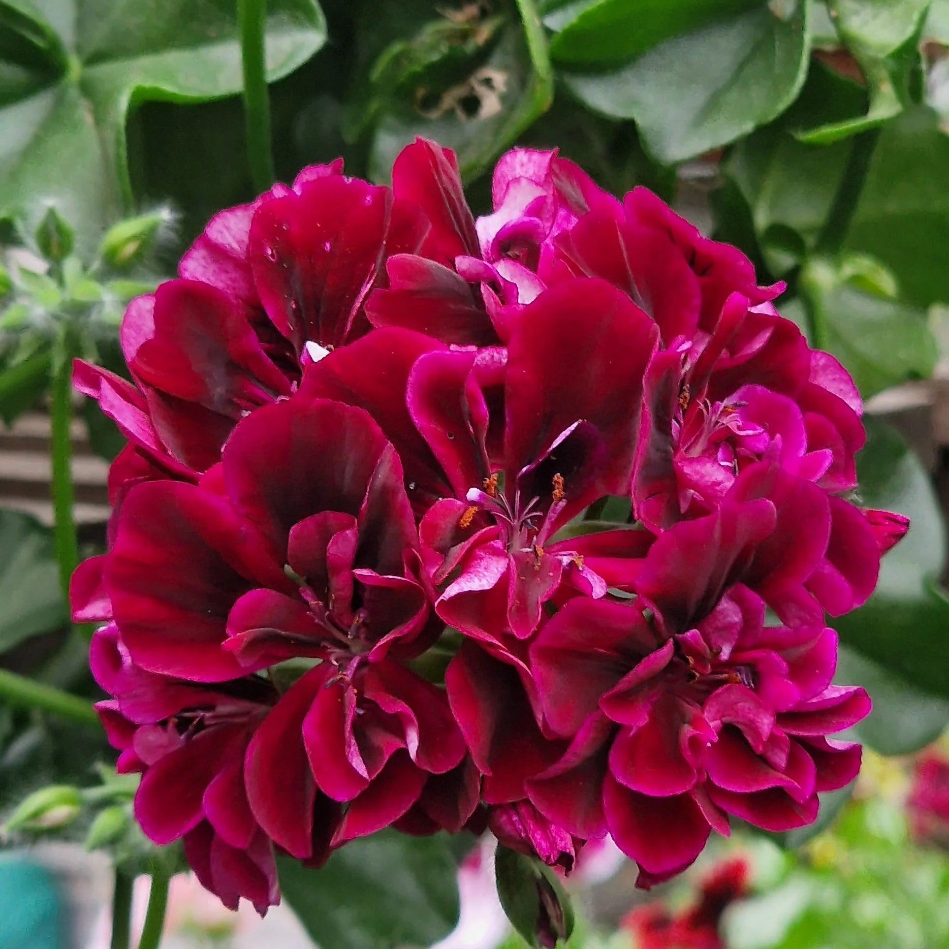 Dark Burgundy Geranium Flower seeds for Planting Vibrant Colors Heirloom & GMO Free Seeds for Home Garden
 
 Sale