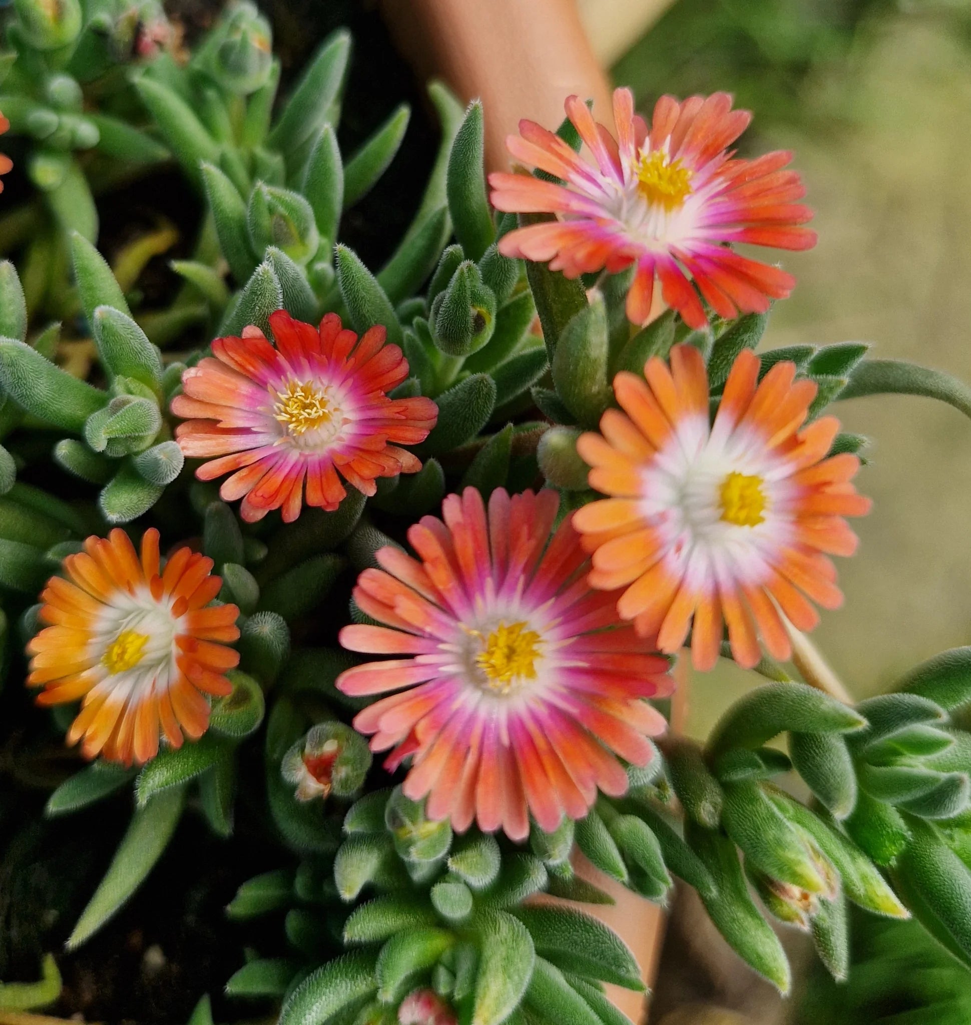 Red Delosperma Flower seeds for Planting Fragrant Blossoms Heirloom & GMO Free Seeds for Home Garden
