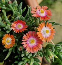 Red Delosperma Flower seeds for Planting Fragrant Blossoms Heirloom & GMO Free Seeds for Home Garden