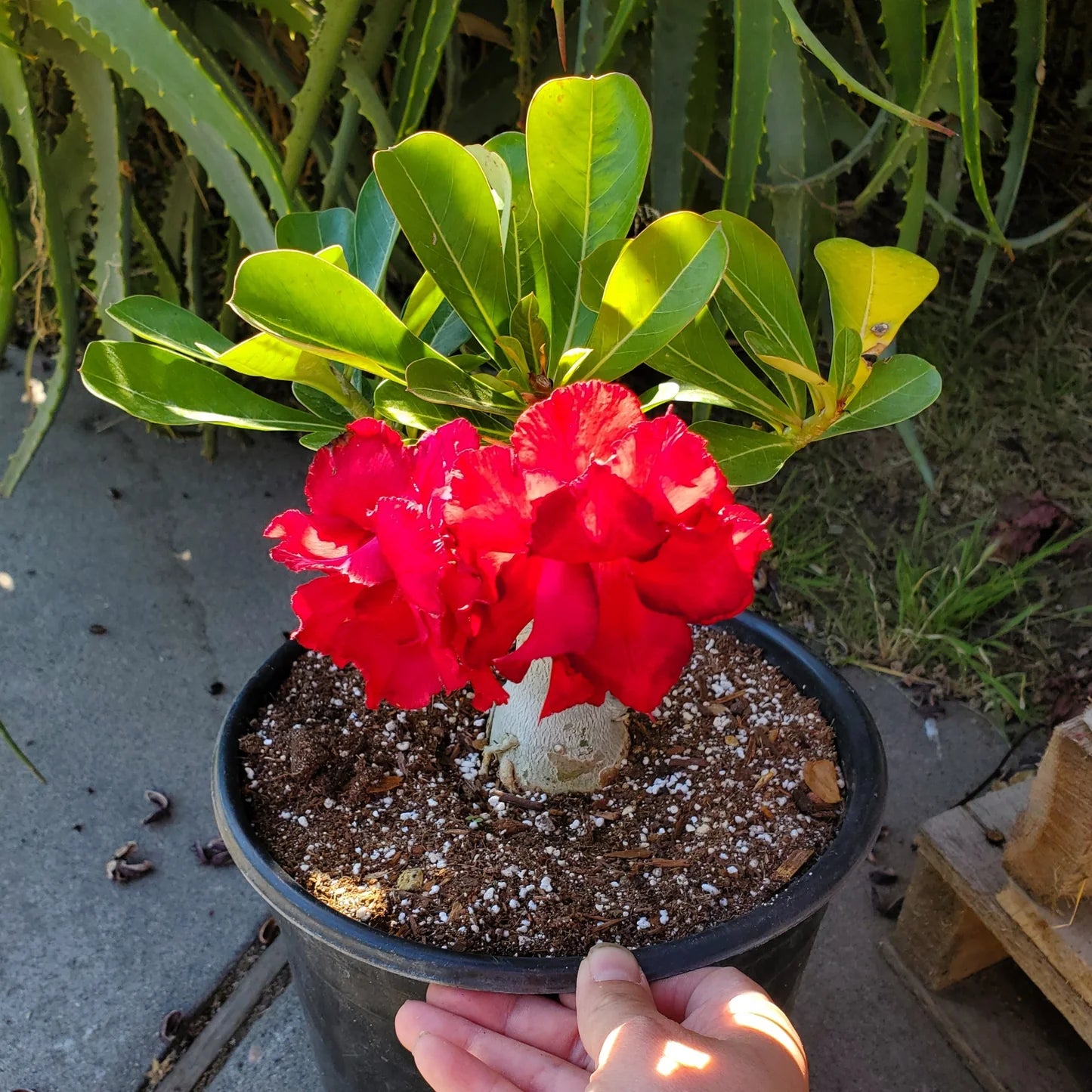 Adenium Obesum Flower seeds for Planting Compact Growth Heirloom & GMO Free Seeds for Home Garden