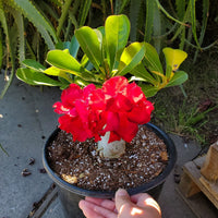 Adenium Obesum Flower seeds for Planting Compact Growth Heirloom & GMO Free Seeds for Home Garden