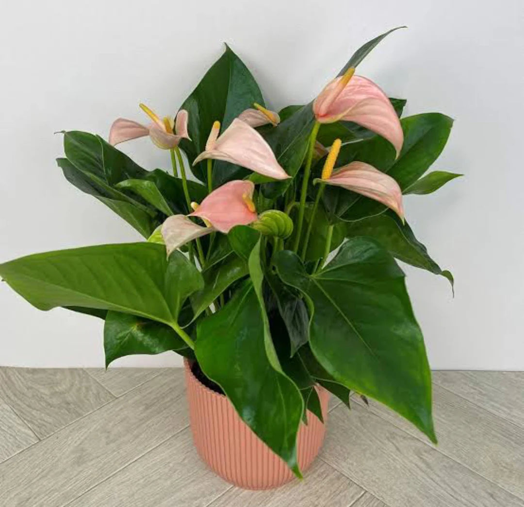 Peach Anthurium Flower seeds for Planting Cottage Garden Essential Heirloom & GMO Free Seeds for Home Garden