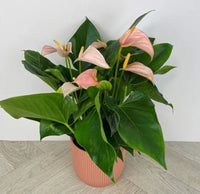 Peach Anthurium Flower seeds for Planting Cottage Garden Essential Heirloom & GMO Free Seeds for Home Garden