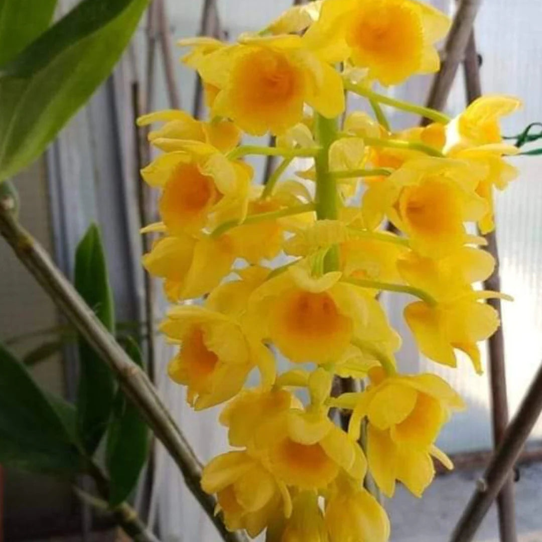 Yellow Densiflorum Flower seeds for Planting - Perfect for Borders, Heirloom & GMO Free Seeds for Home Garden