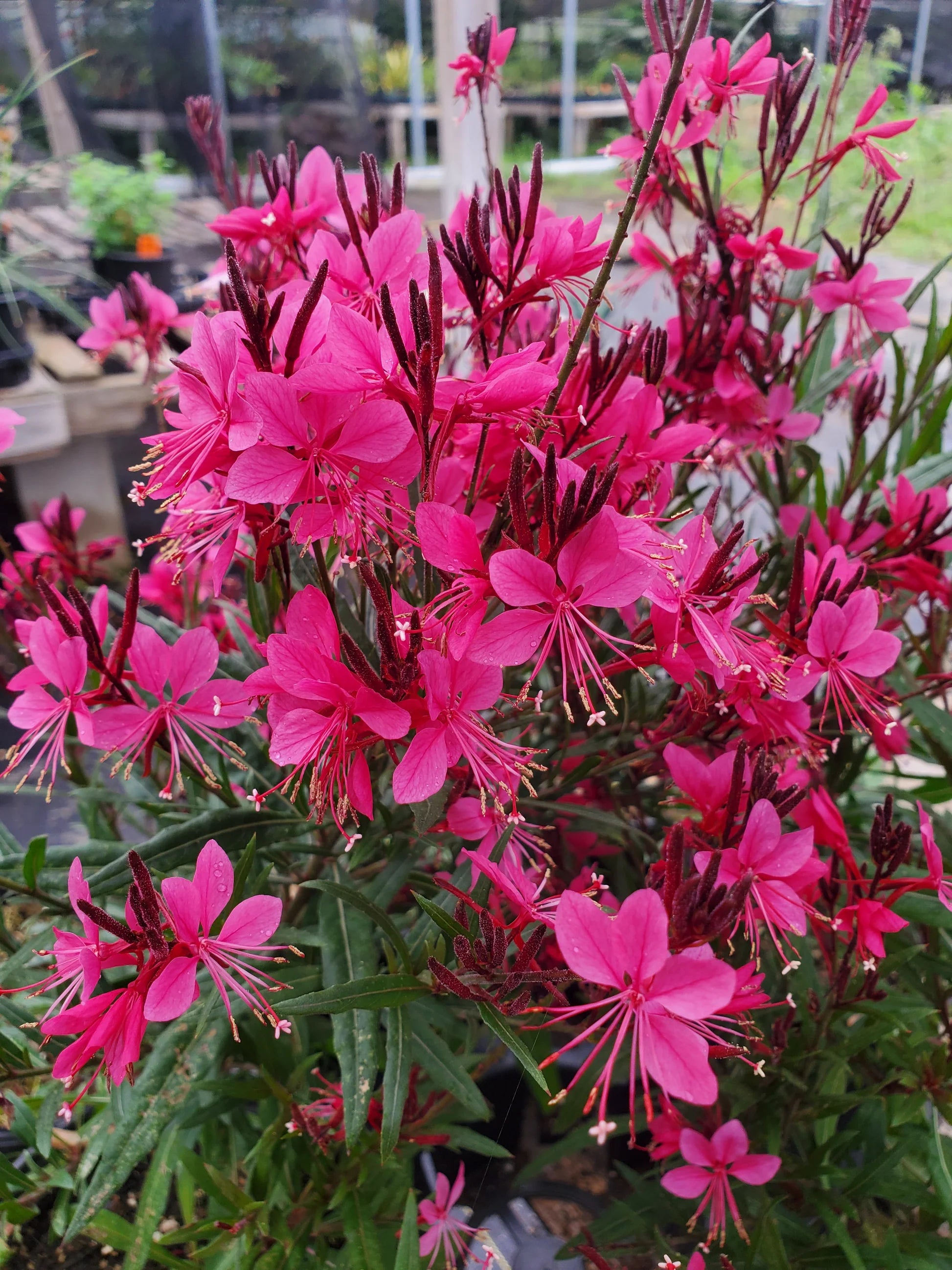 Pink Whirling Flower seeds for Planting - Garden Favorite, Heirloom & GMO Free Seeds for Home Garden