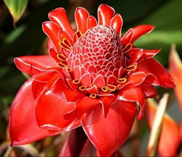 Torch Ginger Flower seeds for Planting Fragrant Blossoms Heirloom & GMO Free Seeds for Home Garden 
 
 Sale