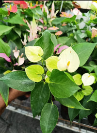 Light Green Anthurium Flower seeds for Planting Bright Blooms Heirloom & GMO Free Seeds for Home Garden