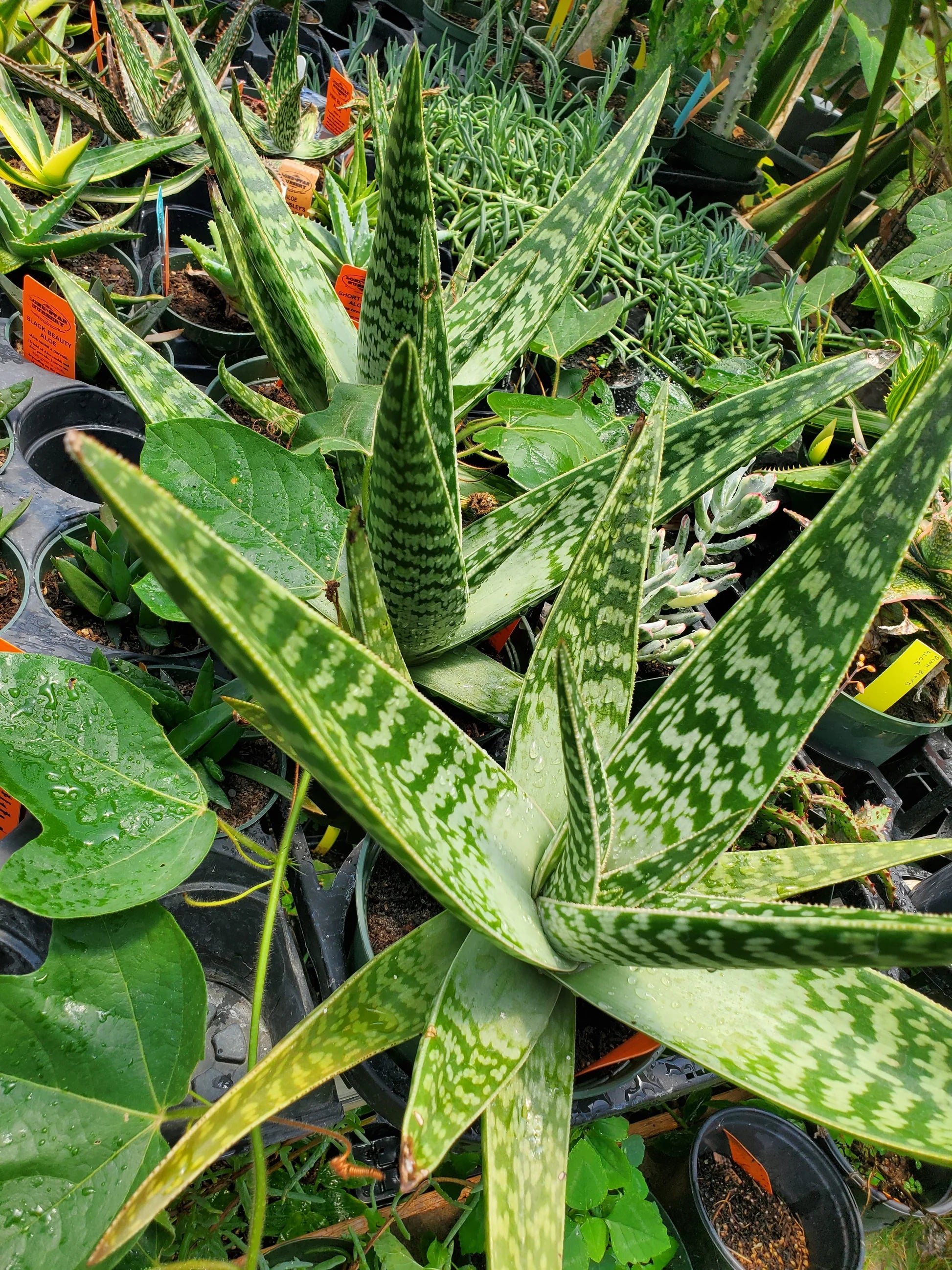 Green Aloe Variegata for Planting - Vibrant Colors, Heirloom & GMO Free Seeds for Home Garden