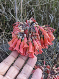 Chandelier Flower seeds for Planting Cottage Garden Essential Heirloom & GMO Free Seeds for Home Garden