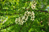 Pseudoacacia Flower seeds for Planting Cottage Garden Essential Heirloom & GMO Free Seeds for Home Garden