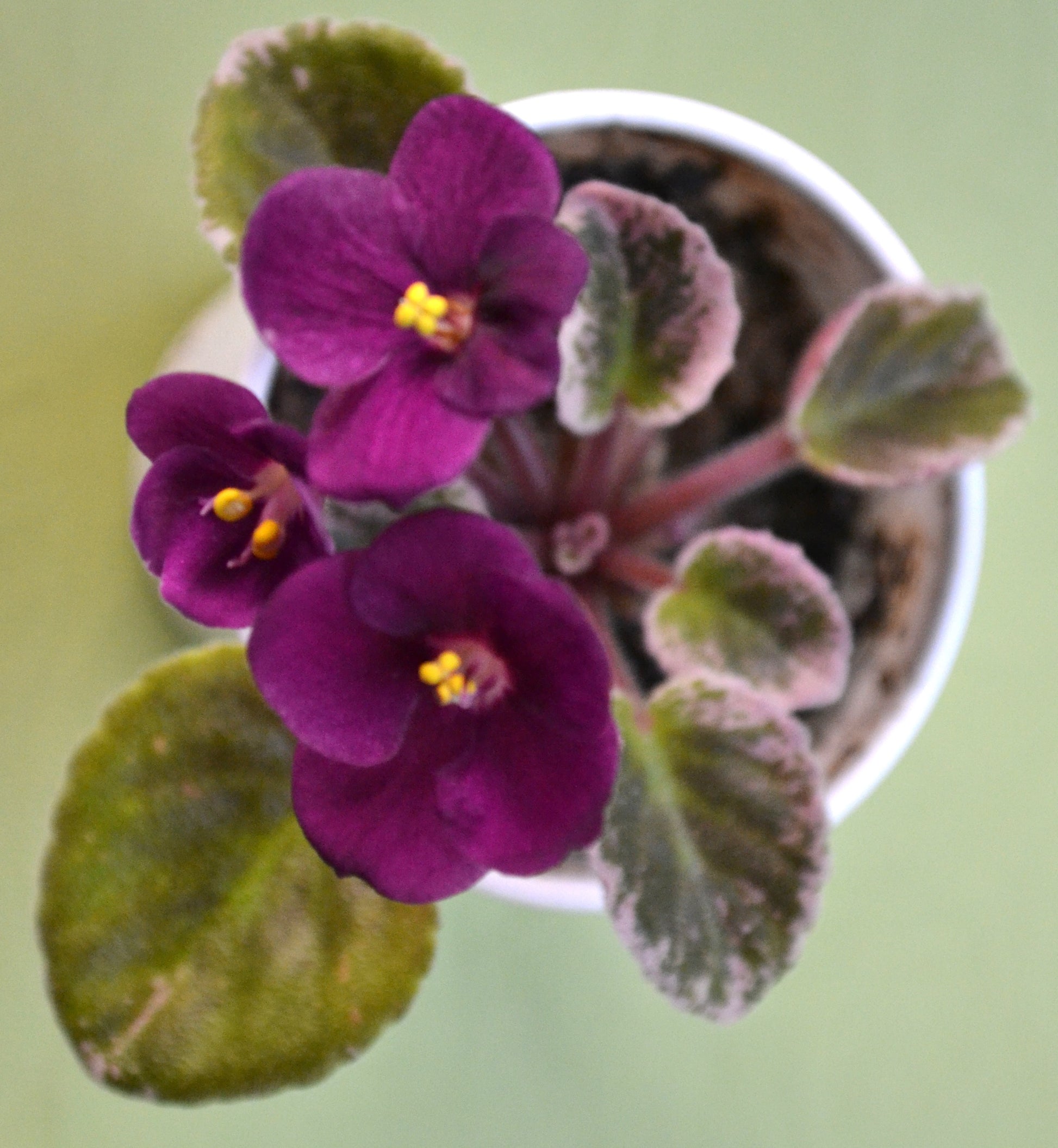 Mini Violet Dark Red Flower Seeds for Planting - Rare Variety